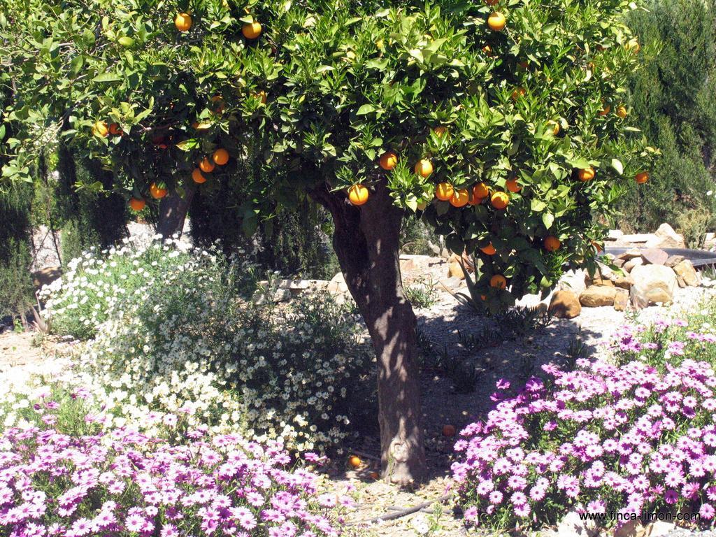 Finca Limon Ξενοδοχείο Pizarra Εξωτερικό φωτογραφία